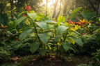 Insulin Plant