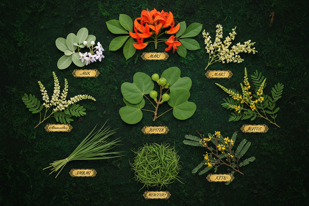NAVAGRAHA PLANT COMBO