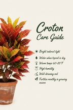RED CROTON PLANT
