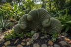 CRESTED (CRISTATA) CACTUS