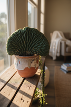 CRESTED (CRISTATA) CACTUS