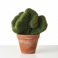 CRESTED (CRISTATA) CACTUS