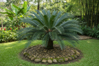 Cycas Plant