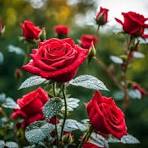 HYBRID IMPORTED ROSE