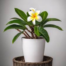 Plumeria