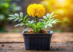 Marigold