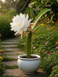 Brahma Kamal