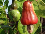 Cashew Nut