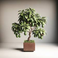 HYBRID AVOCADO