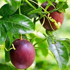 IMPORTED PASSION FRUIT