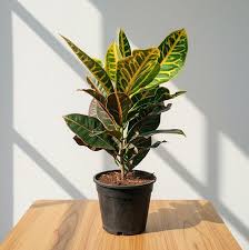 RED CROTON PLANT