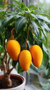 INDIAN DESI MANGO