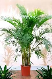Areca Palm