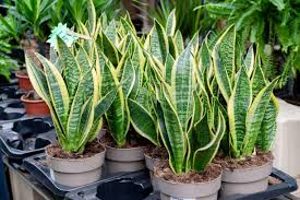 Iguana / Snake Plant