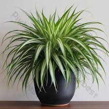 VERICATED SPIDER PLANT