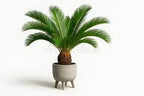 Cycas Plant