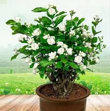 JASMINE