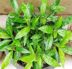 Baigaba Plant