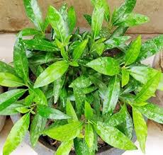 Baigaba Plant