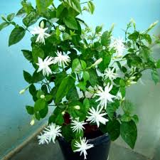 Malli plant