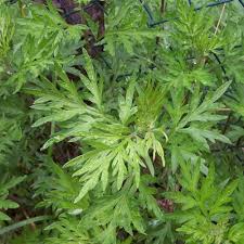 Dayana plant