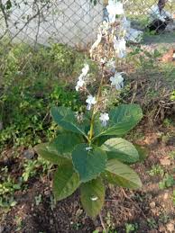 Daskerenda Plant