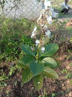 Daskerenda Plant