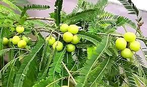 Bhuin Amla
