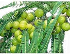 Badi Amla Plant
