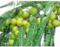 Badi Amla Plant
