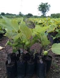 HYBRID FIG