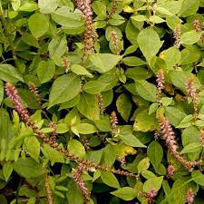 Keu Kuca Plant