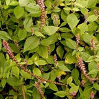 Keu Kuca Plant