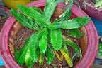 Bana Dhania plant(Wild/Long Coriander)