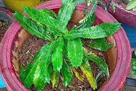 Bana Dhania plant(Wild/Long Coriander)