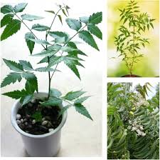Bhuin Neem Plant