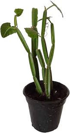 Hada Joda Plant