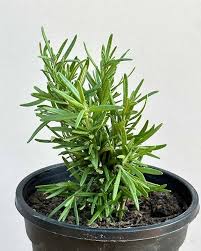 Rosemary Plant