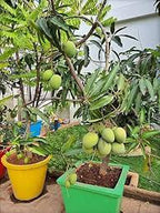 Hemsagar mango Plant