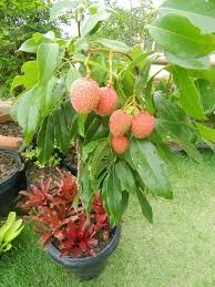HYBRID LITCHI