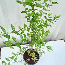 Mehendi Plant