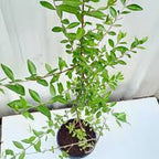 Mehendi Plant