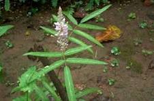 Krushnaparni Plant