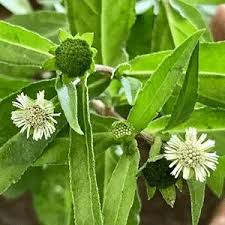 Bhrungaraj Plant