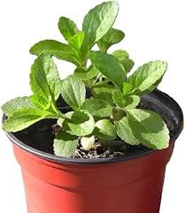 Stivia Plant