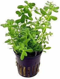 Brahmajashti Plant