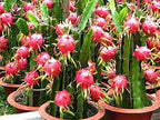 HYBRID RED DRAGON FRUIT