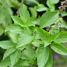 Lemon Tulasi Plant