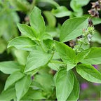 Lemon Tulasi Plant