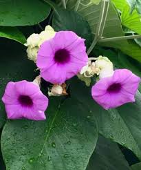 Bruddhadarika Plant